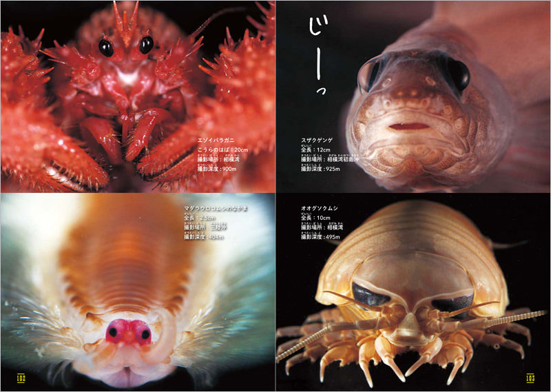 ふしぎな世界を見てみよう!深海生物 大図鑑