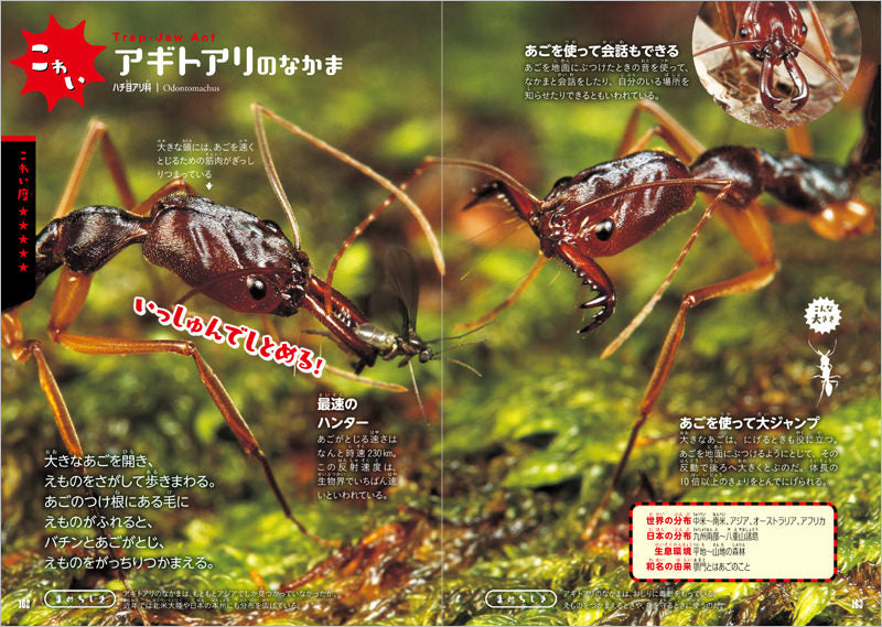 ふしぎな世界を見てみよう!びっくり昆虫 大図鑑