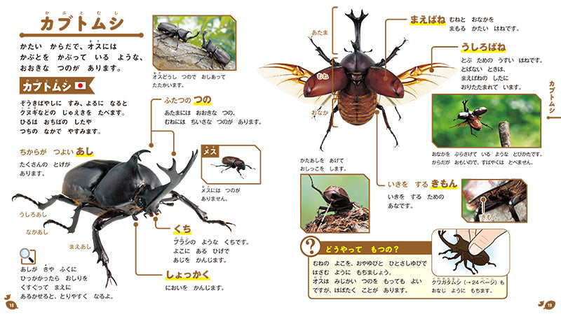 はじめてのずかん こんちゅう
