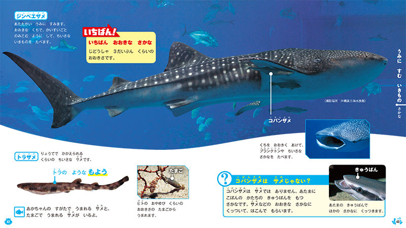 はじめてのずかん うみのいきもの