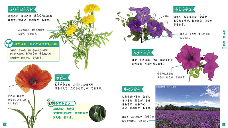 はじめてのずかん しょくぶつ