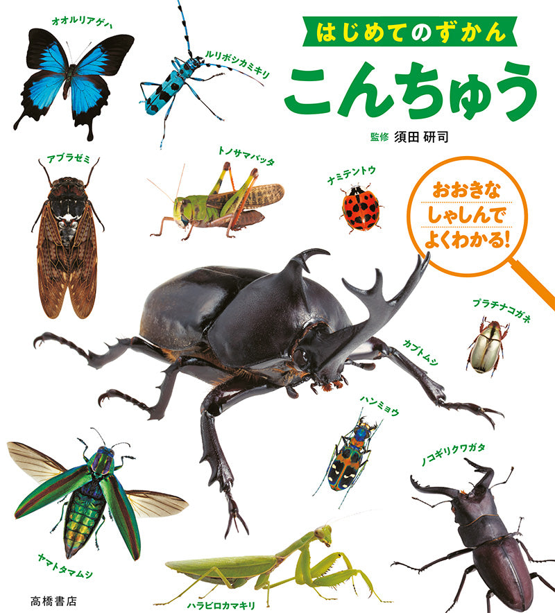 はじめてのずかん こんちゅう